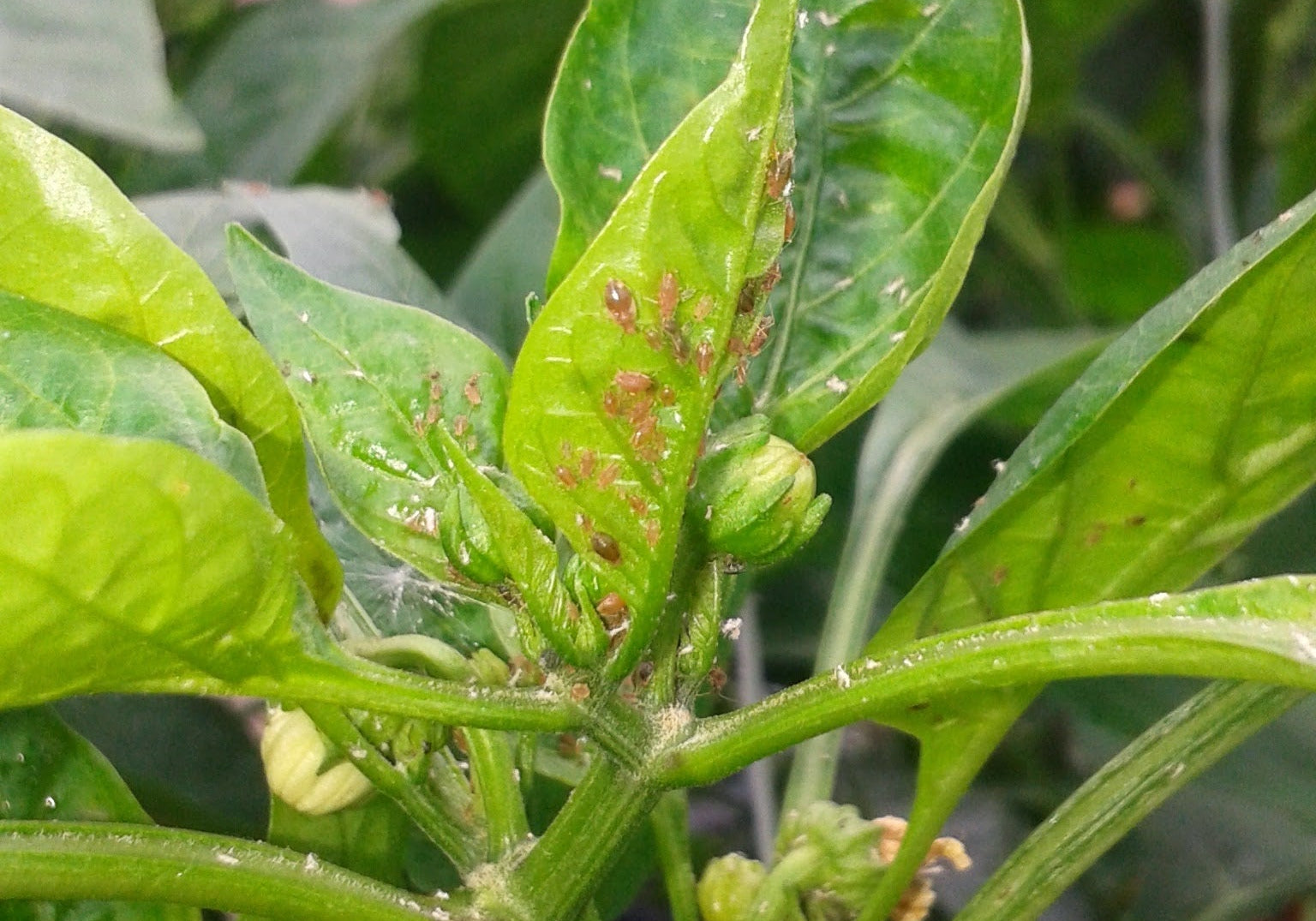 What do I do when my aphids start to get out of control in Pepper Crops?
