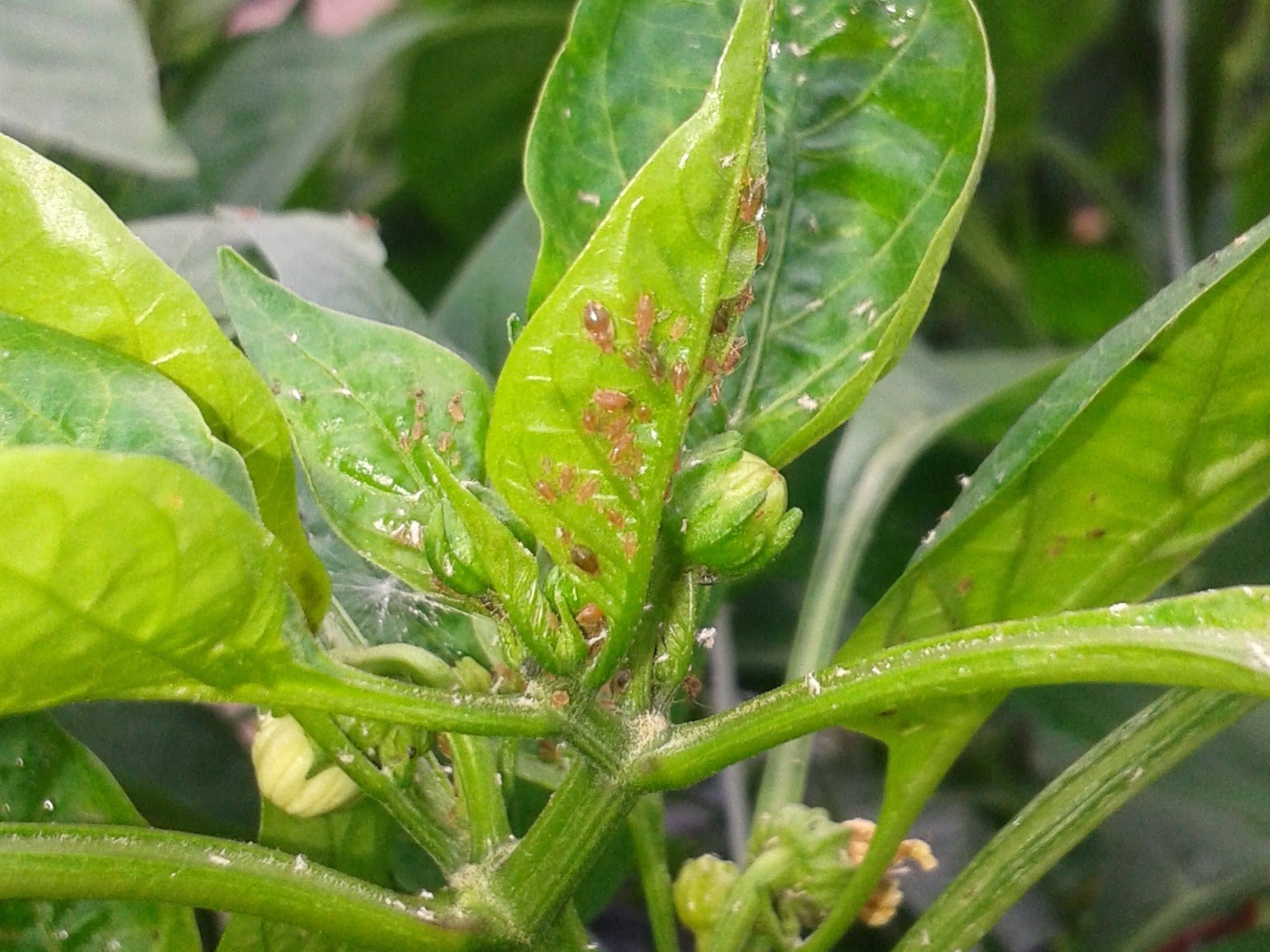 What do I do when my aphids start to get out of control in Pepper Crops?
