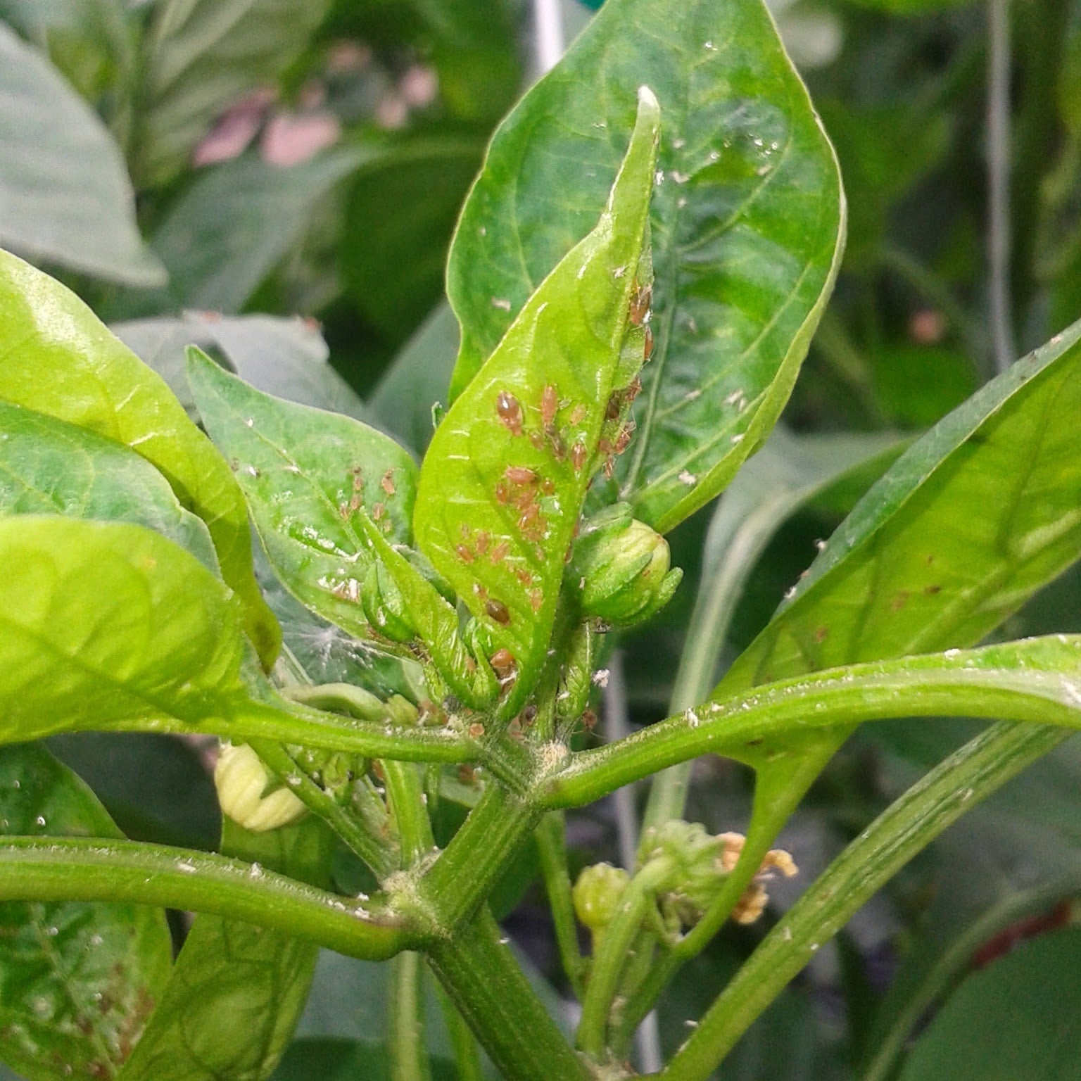 What do I do when my aphids start to get out of control in Pepper Crops?