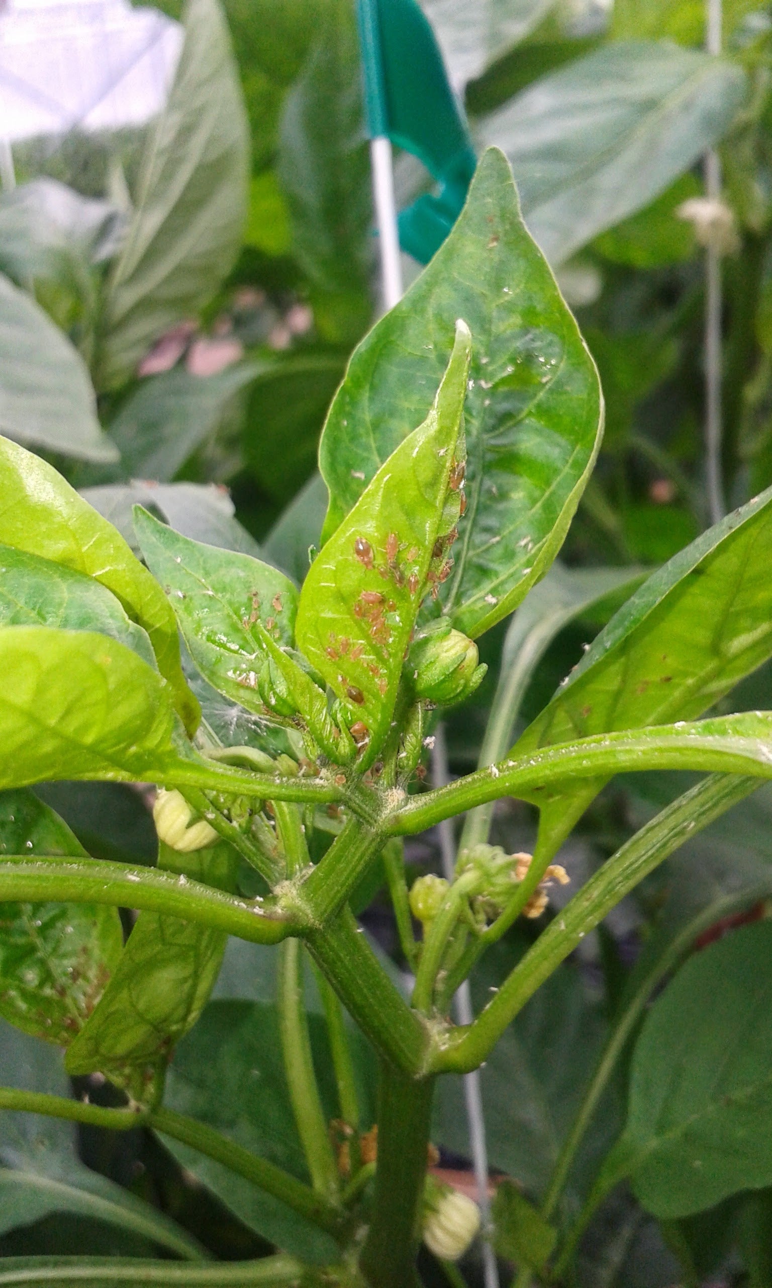 What do I do when my aphids start to get out of control in Pepper Crops?