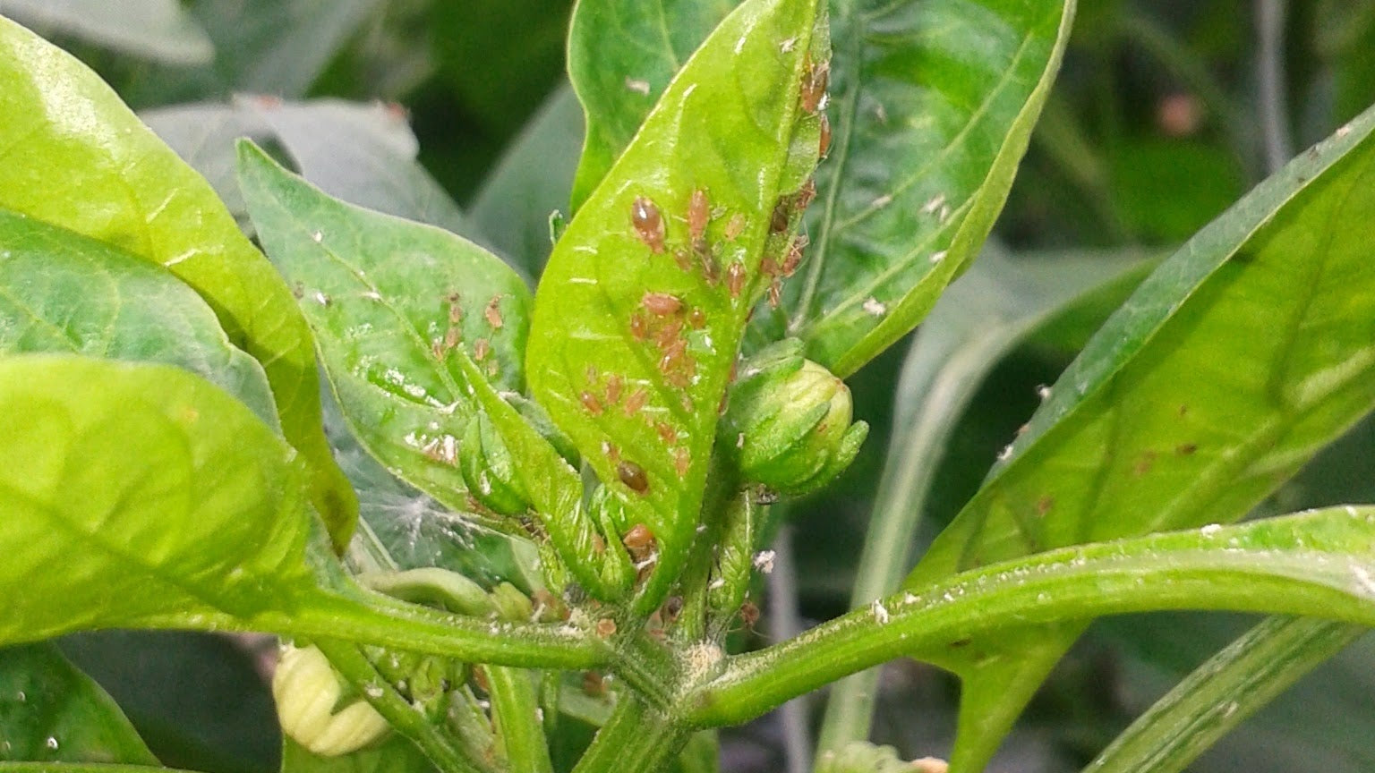 What do I do when my aphids start to get out of control in Pepper Crops?
