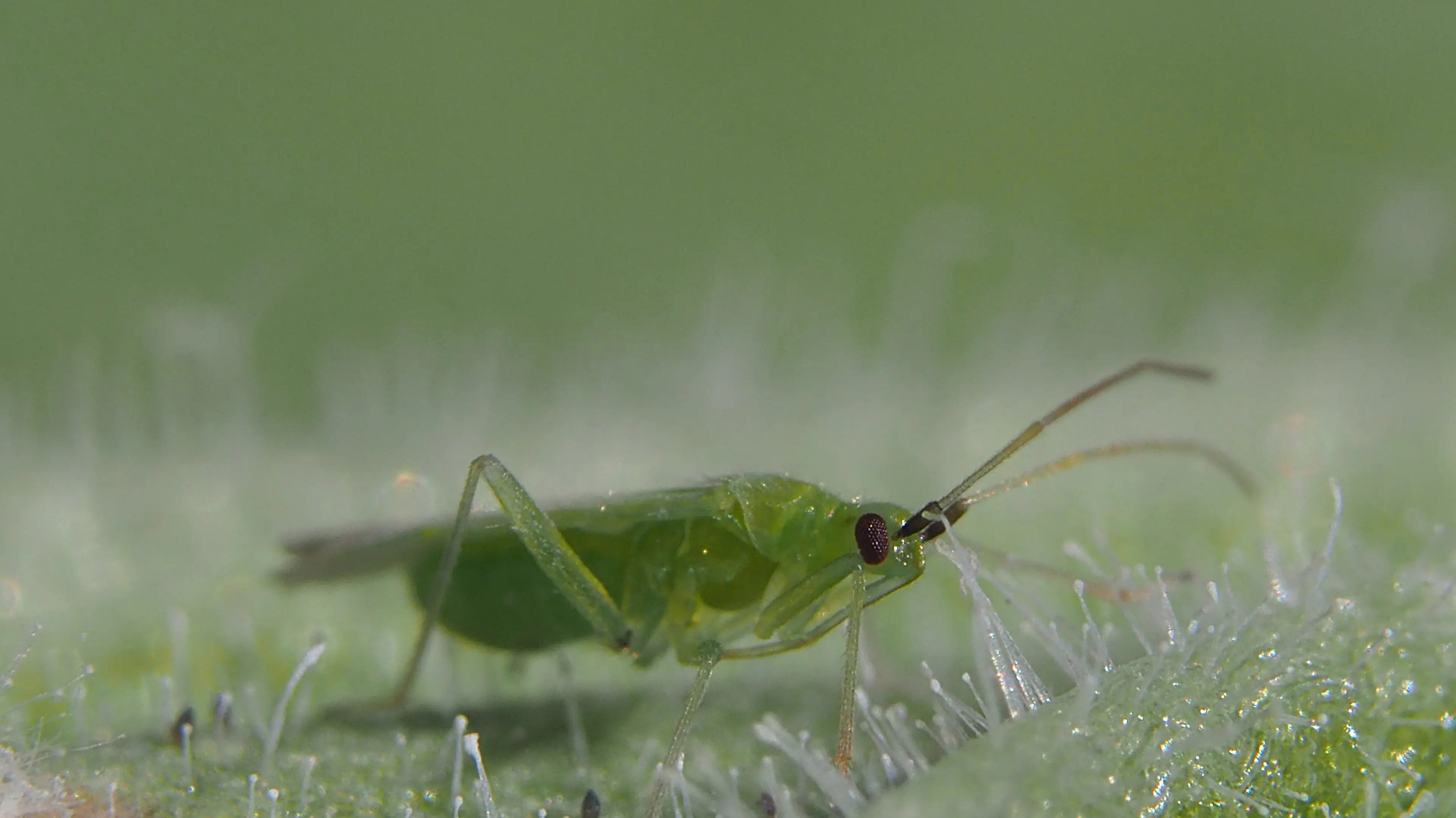Simpler to use, easier to feed, Macrolophus-System performance boosted