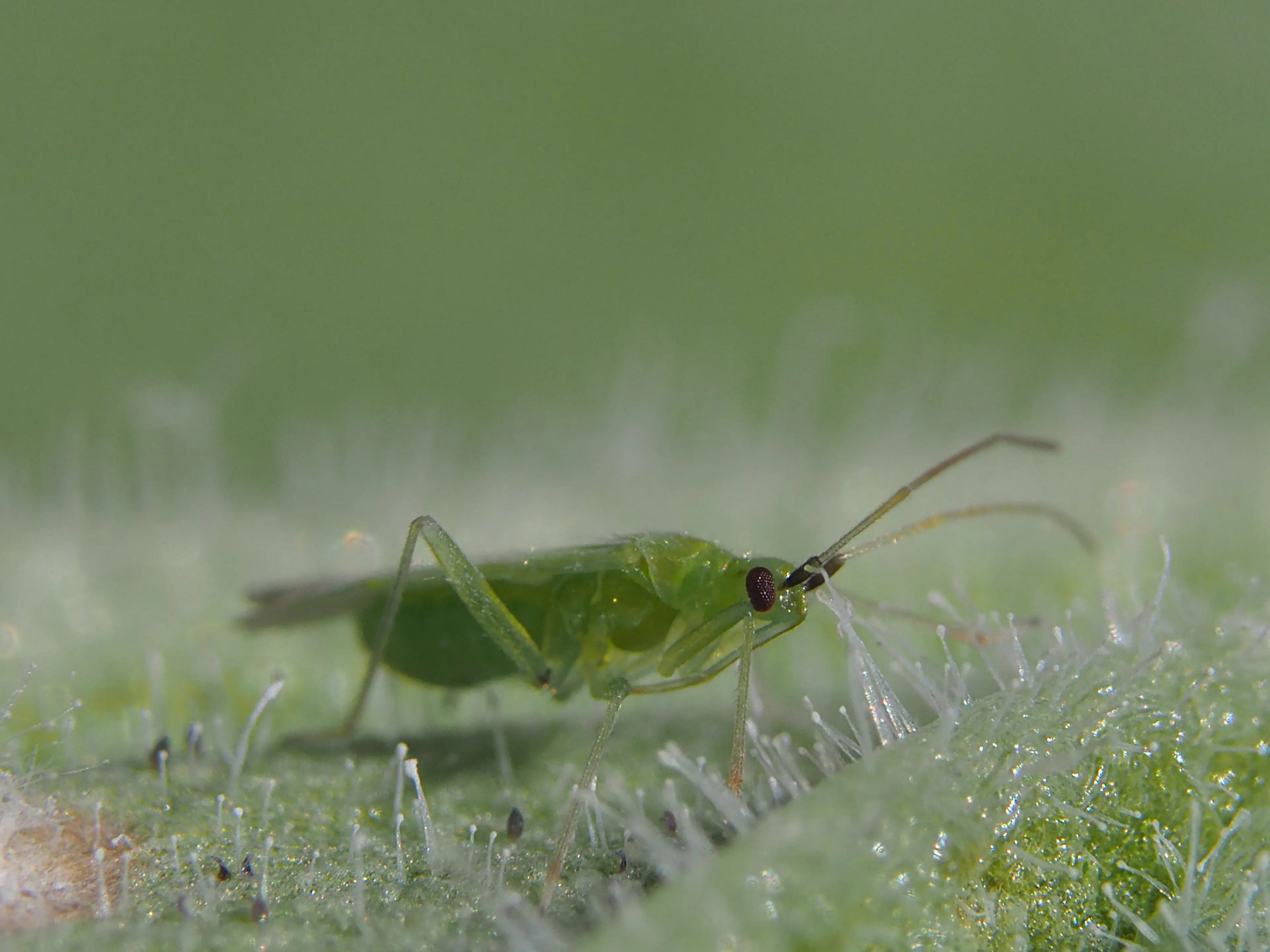 Simpler to use, easier to feed, Macrolophus-System performance boosted