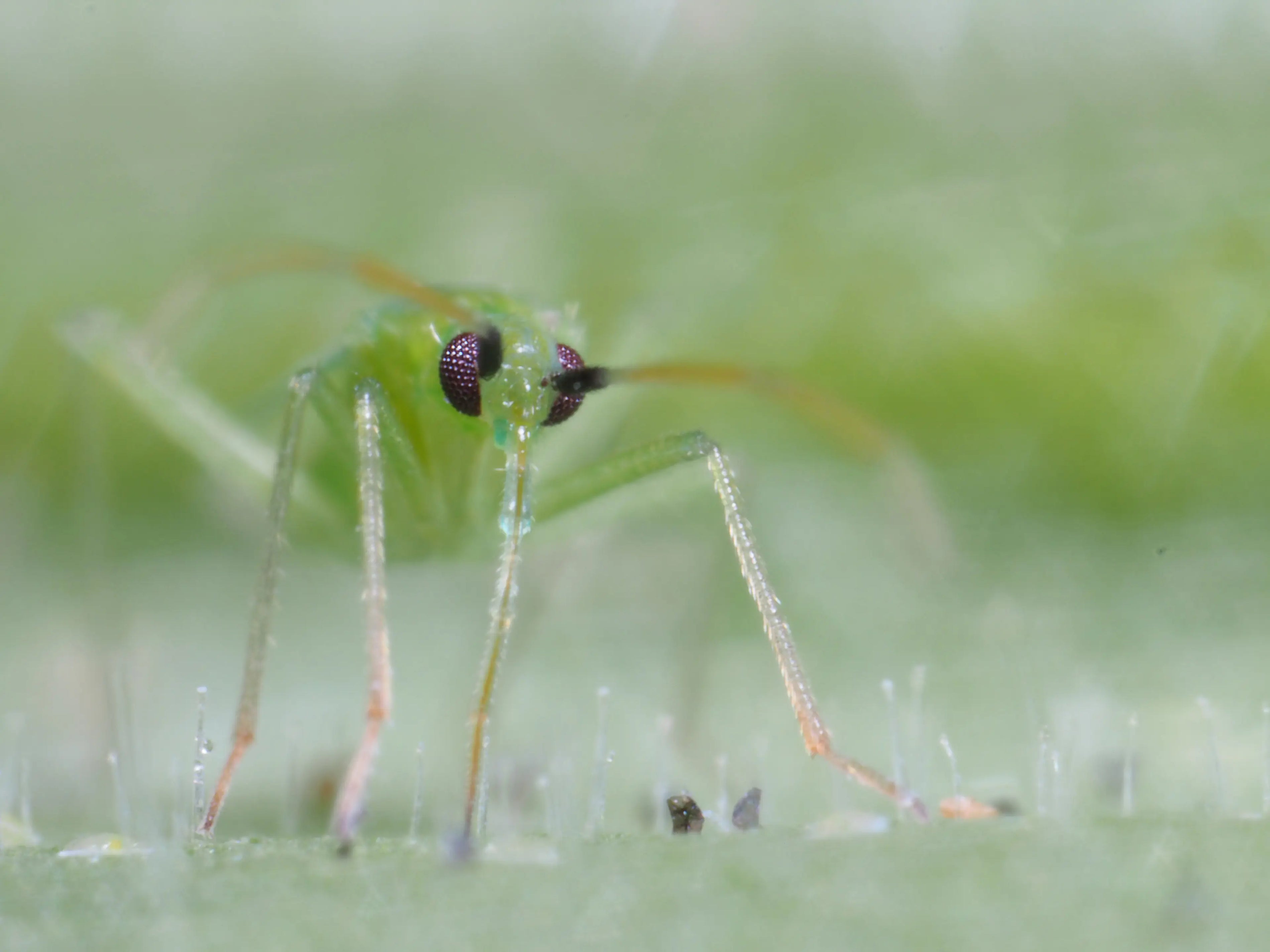 Starting IPM at propagation makes perfect sense