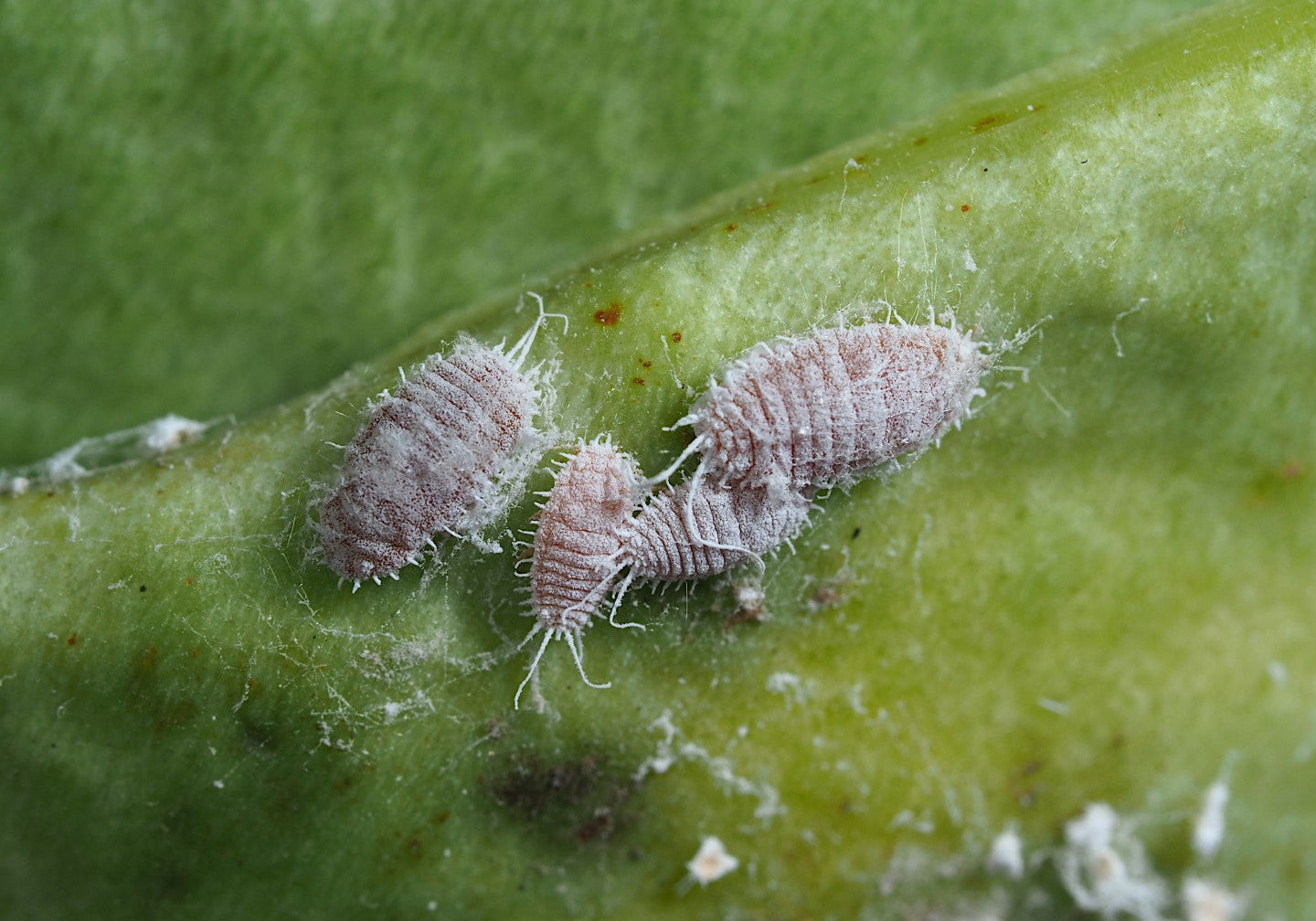 The Hidden Challenge: When Pests Outsmart Biological Control