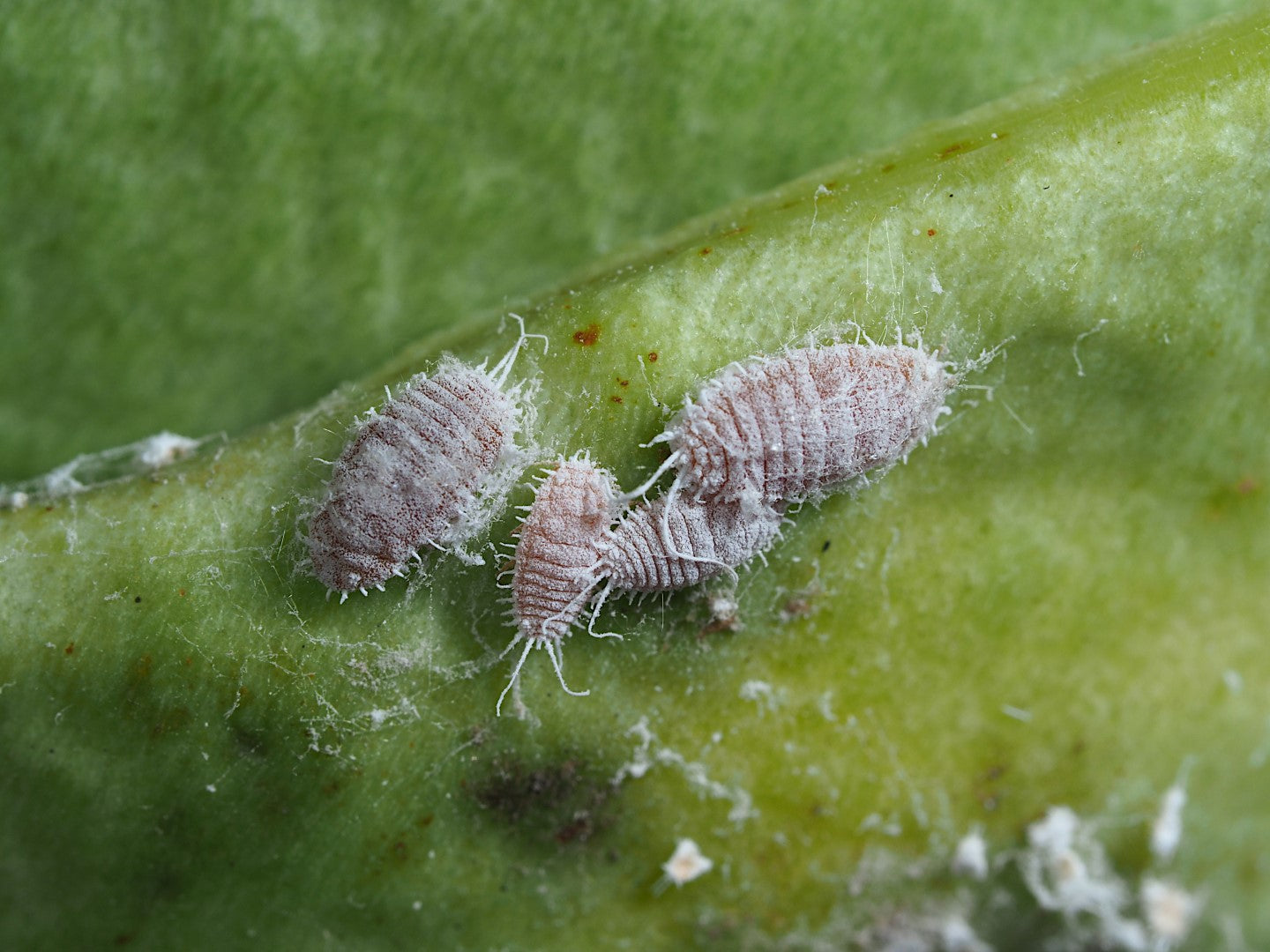 The Hidden Challenge: When Pests Outsmart Biological Control