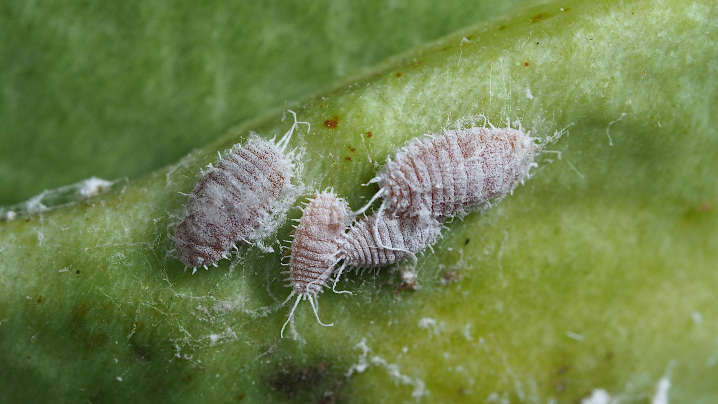 The Hidden Challenge: When Pests Outsmart Biological Control