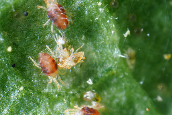 Spider mites - early detection is the first line of defence