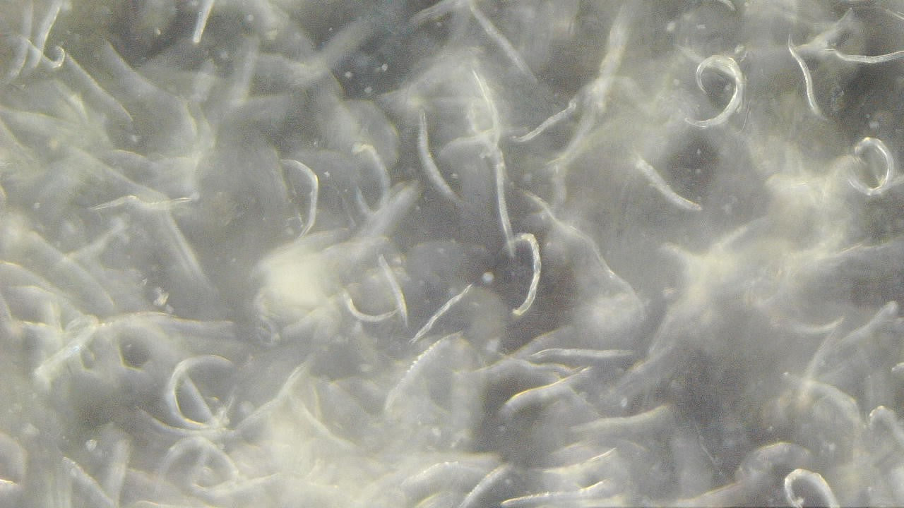 Optimising Entomopathogenic Nematode Applications