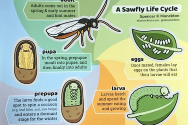 Sawflies on soft fruit crops (SAWAEN0324)