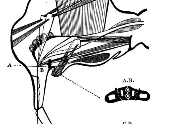 Insect and mite taxonomy and anatomy (TAXAEN0923)