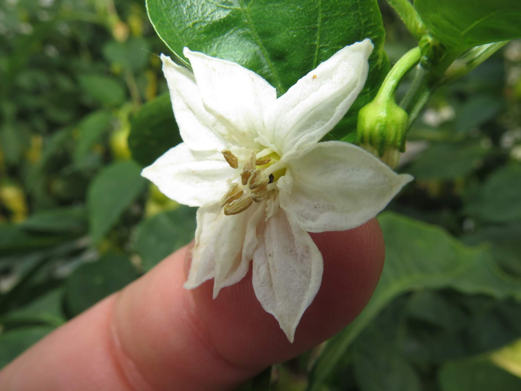Paprika IPM en bestuiving (PEPANL1224)