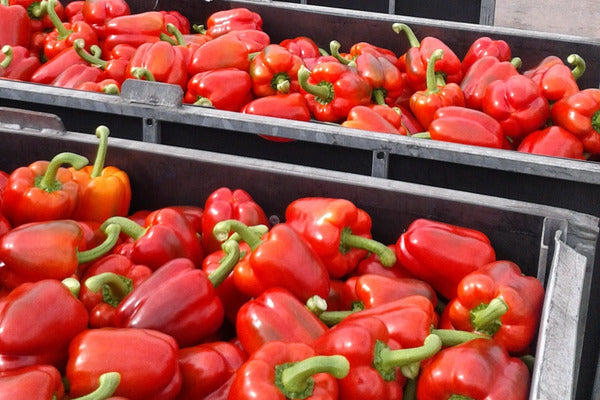 Introduction to pepper IPM and growing (PEPBEN0922)