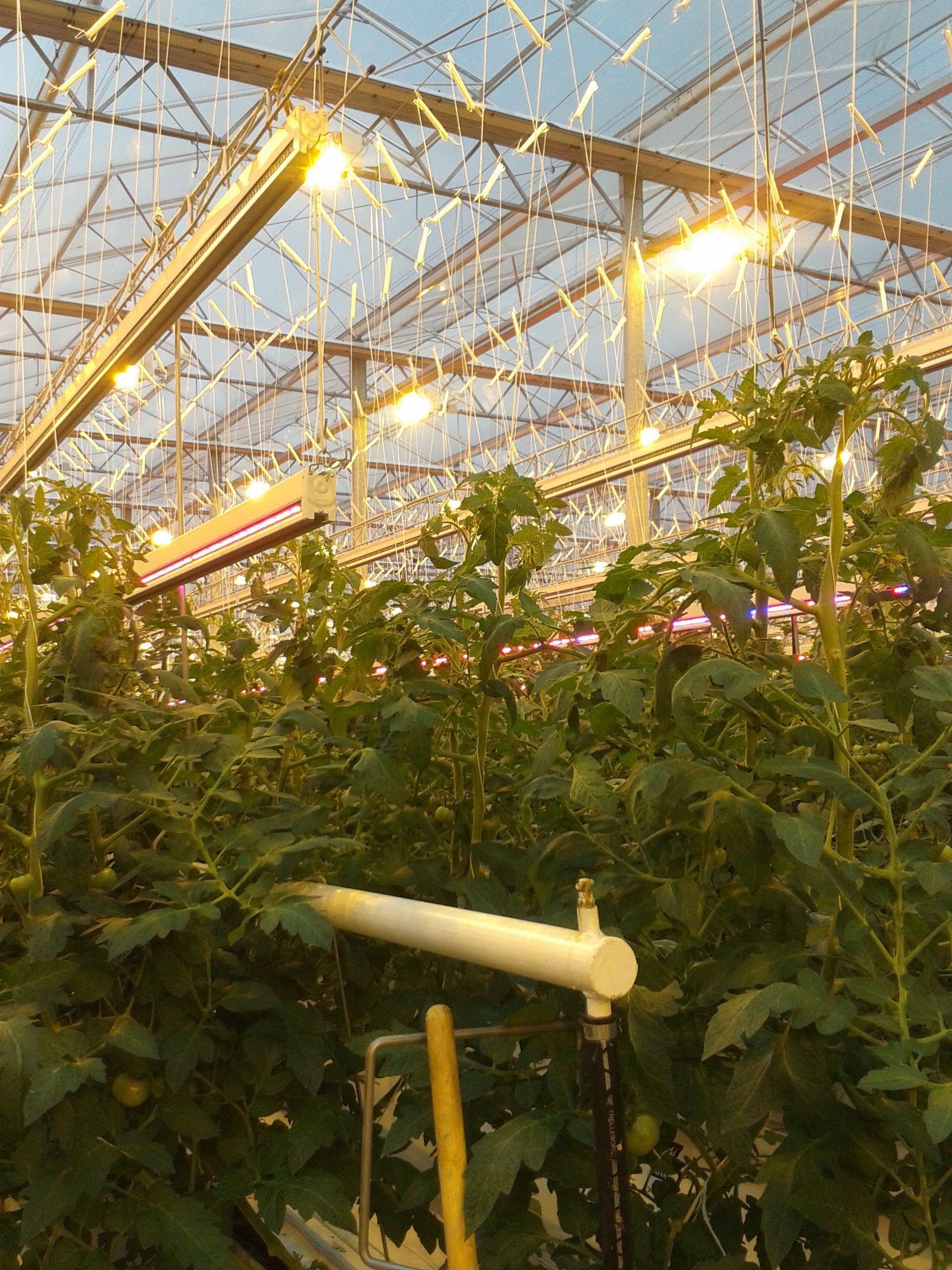 Artificial light and IPM (LITAEN0424)