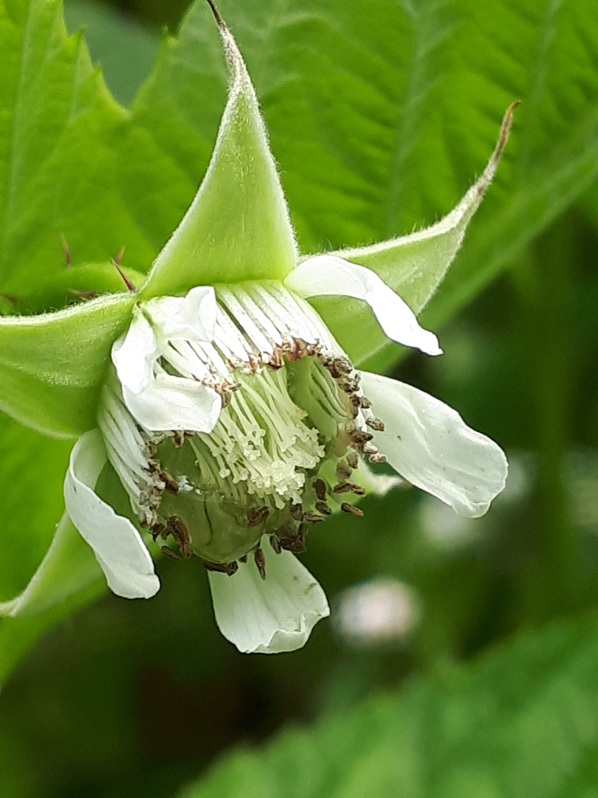 Bumblebee pollination in cane fruits (CANAEN0625)