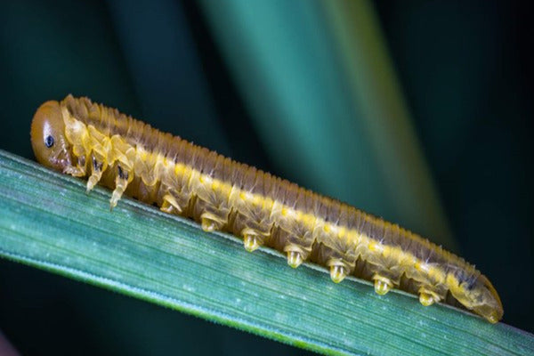 Sawflies on soft fruit crops (SAWAEN0324)