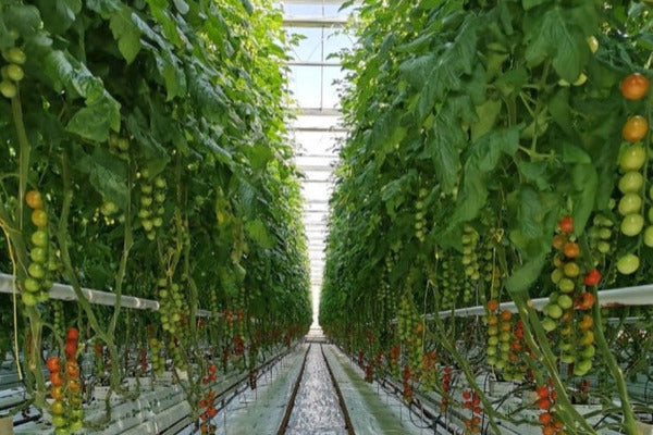 Inleiding tot IPM en teelt van tomaten (TOMBNL0424)