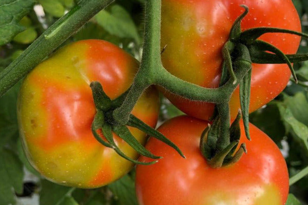 Tomato Brown Rugose Fruit Virus (ToBRFV) TRVAEN0523