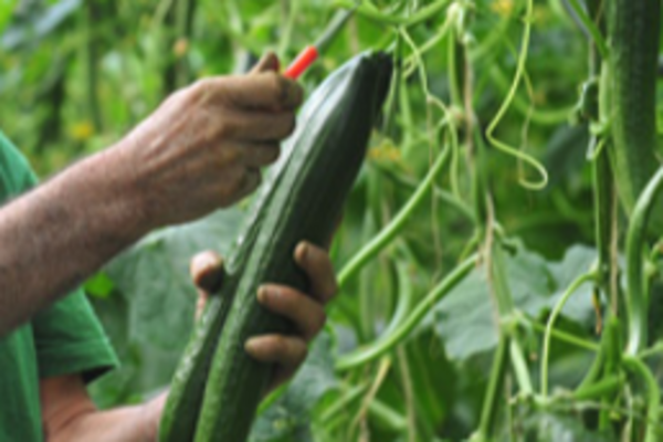 Cucumber IPM and growing (CUCAEN0922)