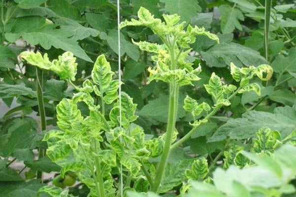 Dealing with plant viruses (VIRAEN0723)