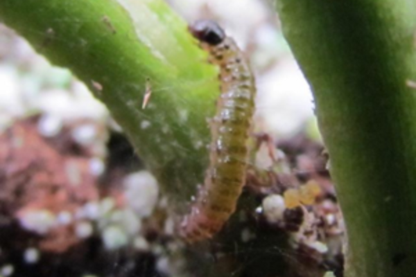 Duponchelia fovealis (DUPAEN0424)