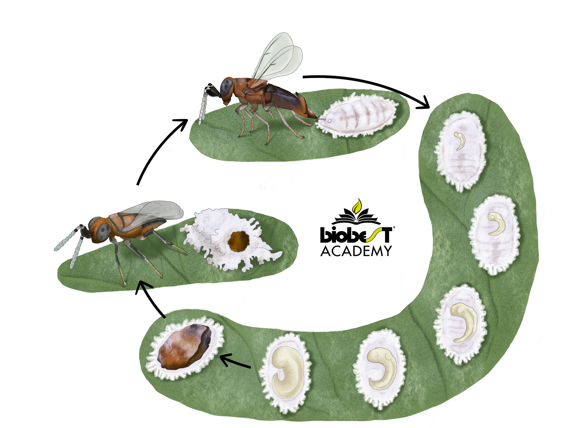 Voucher for all English ADVANCED level courses