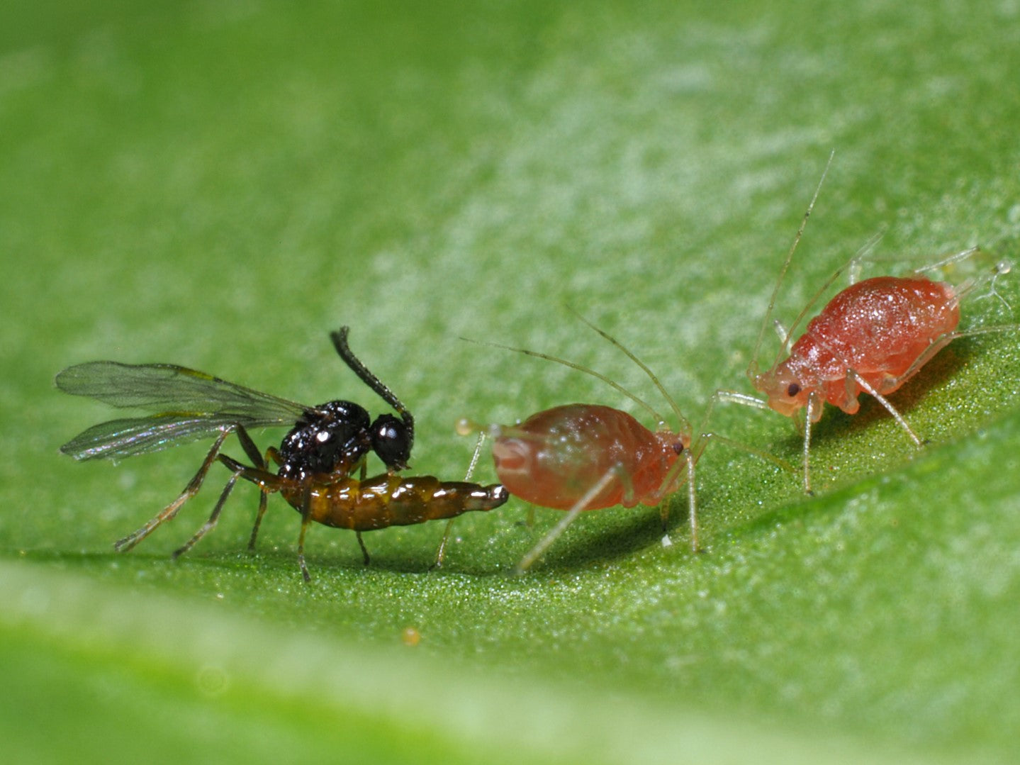 Aphid control product introduction (APHBEN0922)