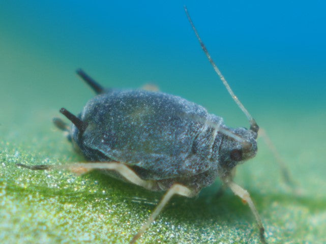 Aphids and their natural enemies (APHAEN0424)