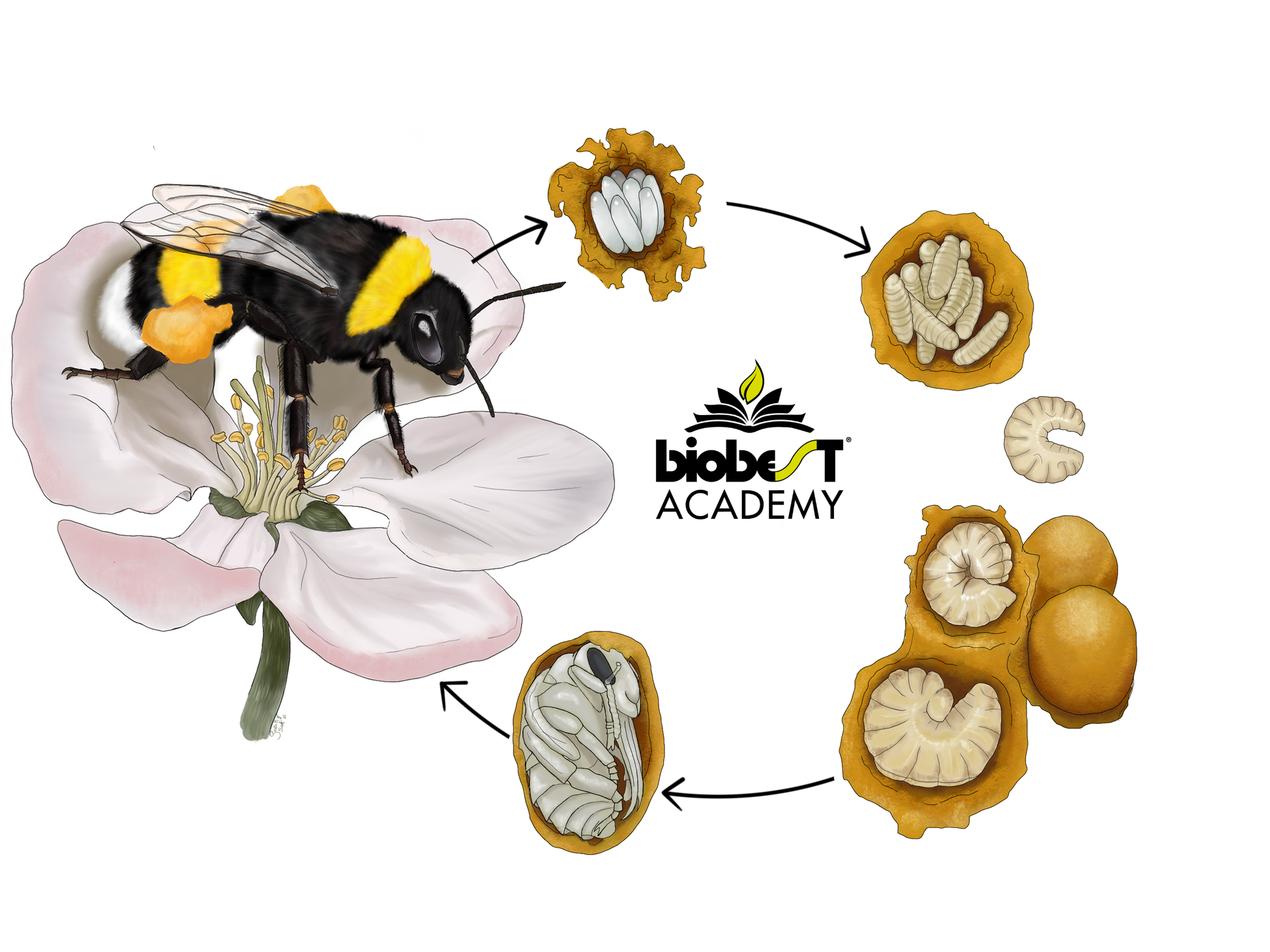 Introduction to bumblebee pollination (POLBEN0922)