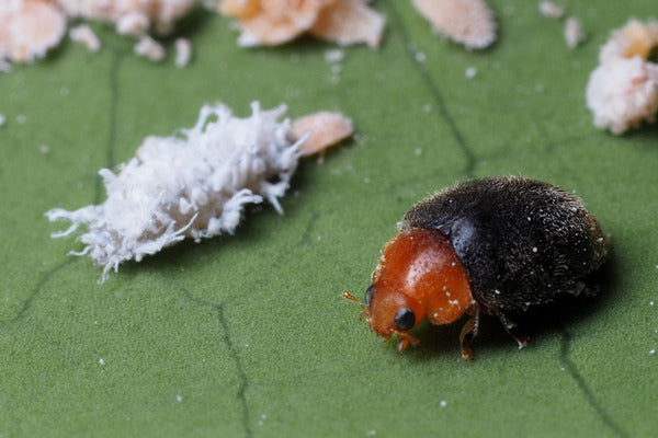 Wolluizen en hun natuurlijke vijanden (MBUANL0524)