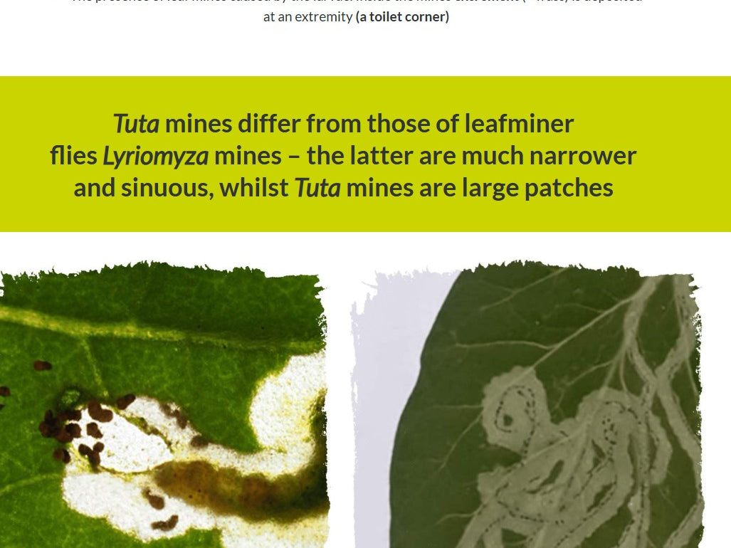 Tomato IPM and pollination (TOMAEN0922)