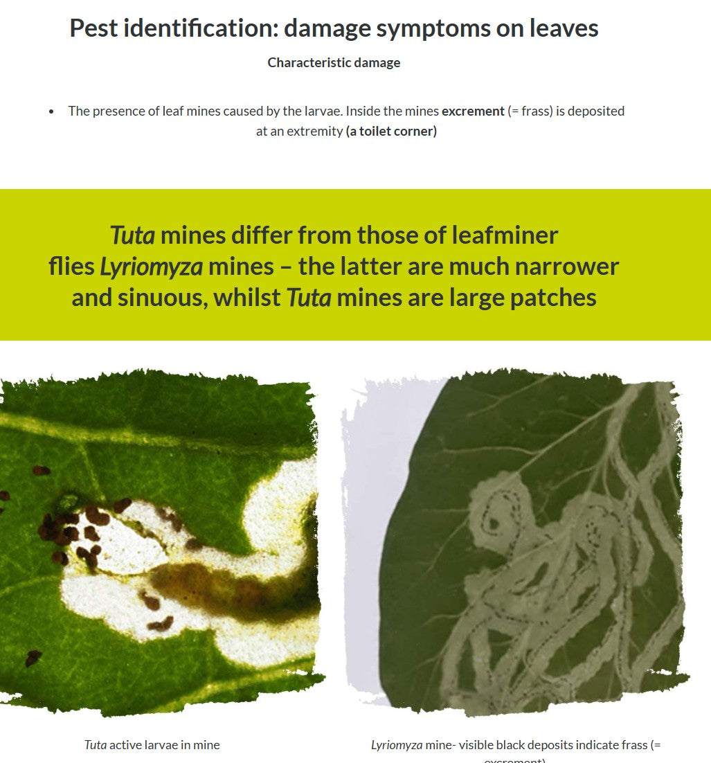 Tomato IPM and pollination (TOMAEN0922)
