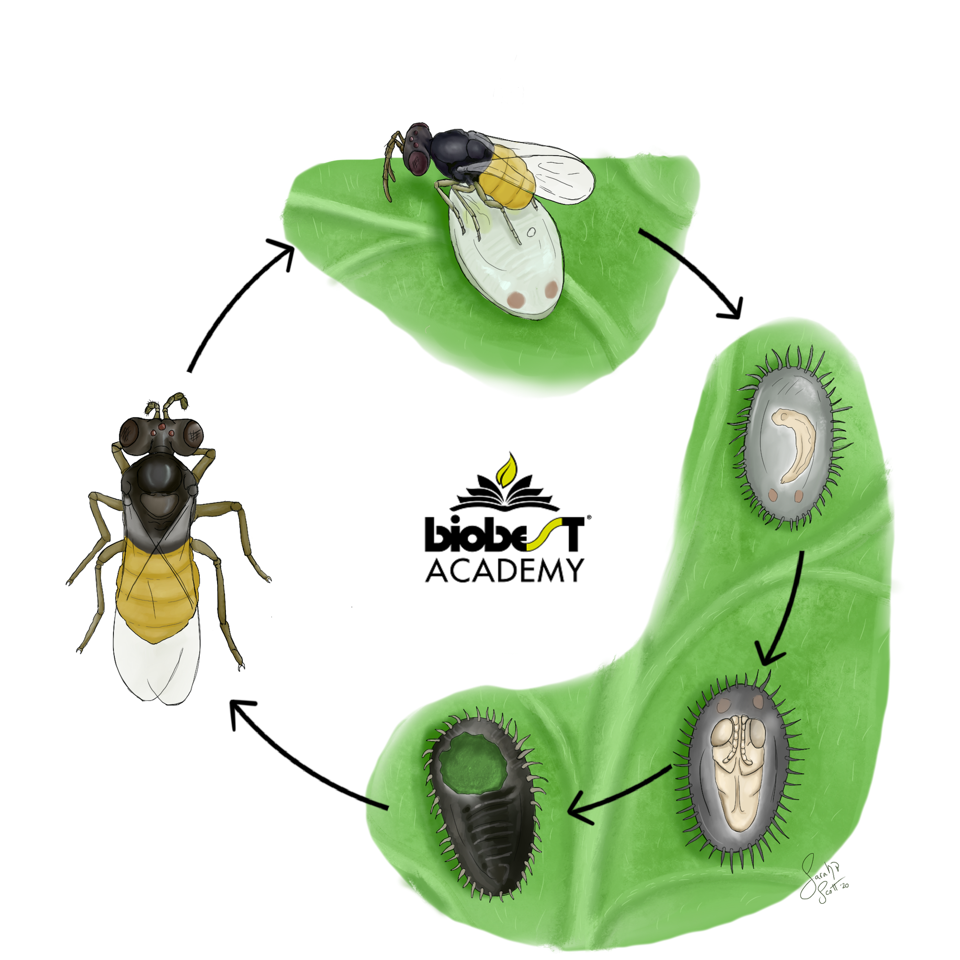 Introduction to IPM (IPMBEN0922)