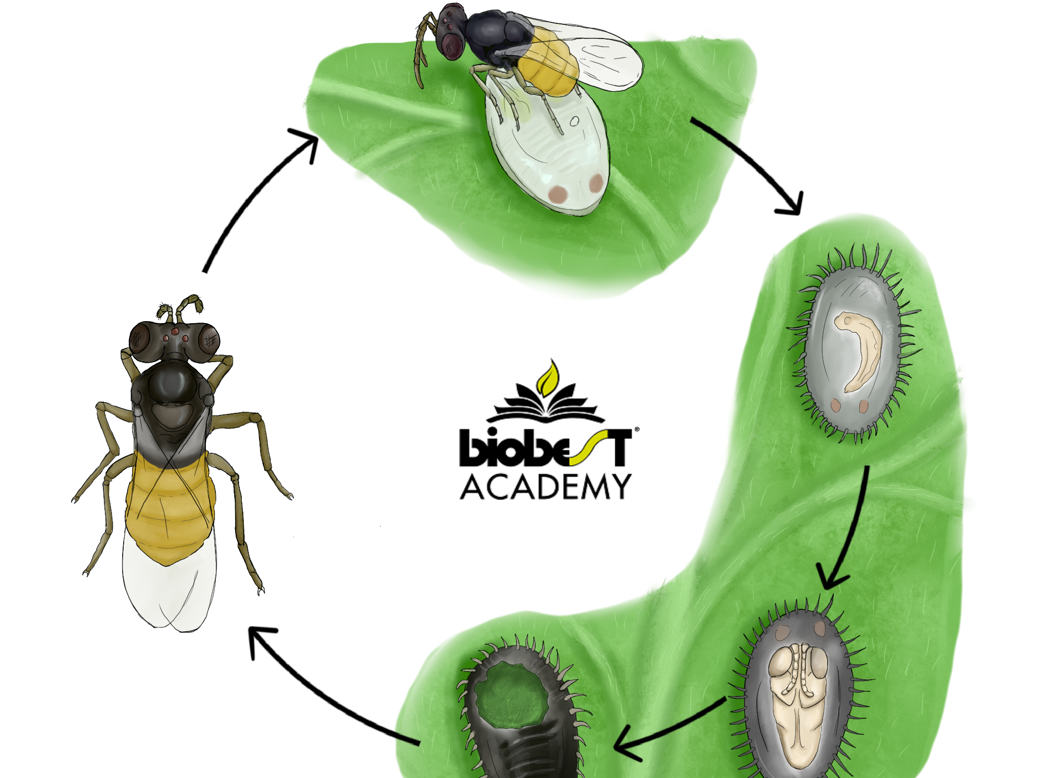 Whitefly control product introduction (WFLBEN0922)