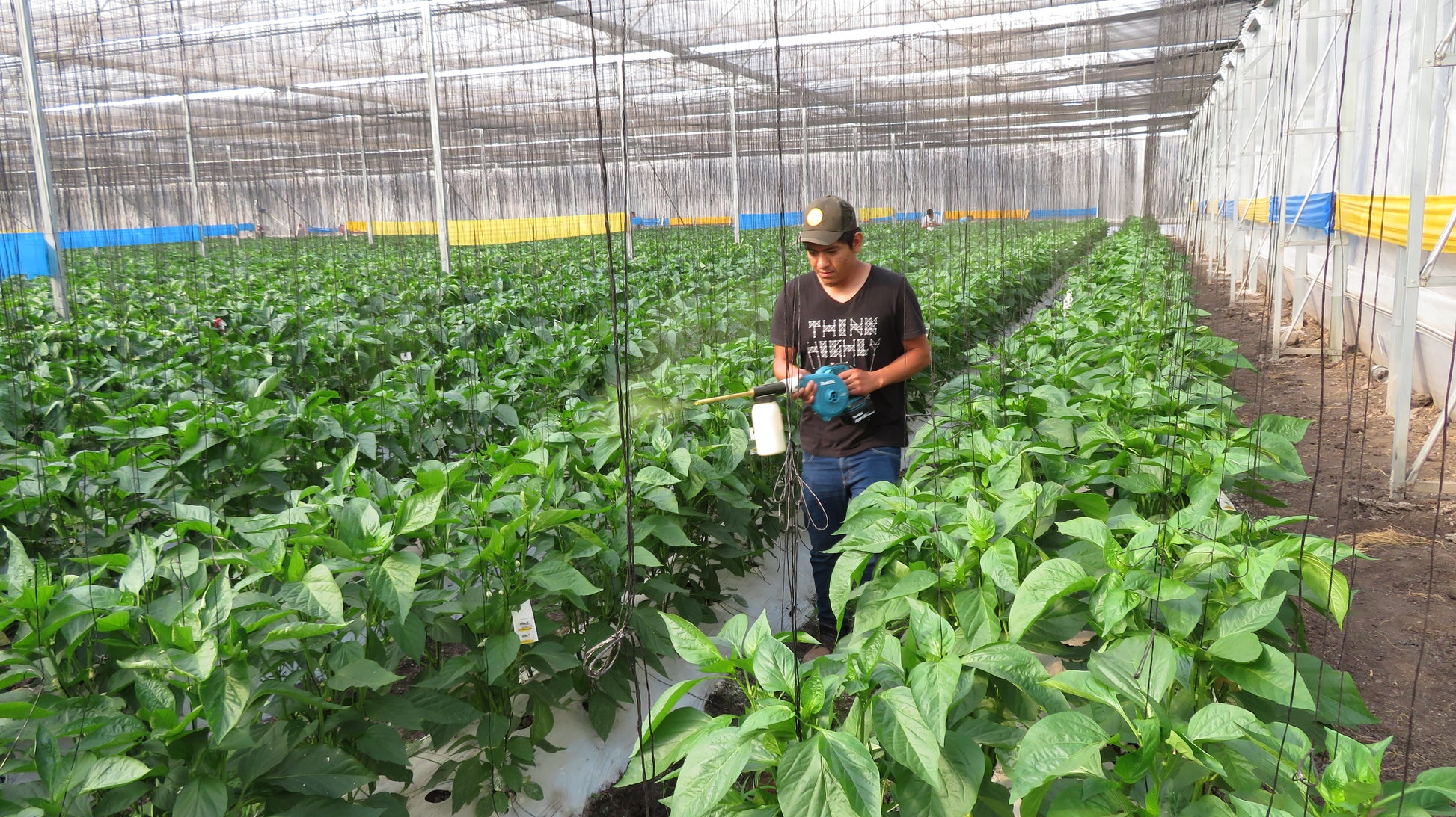 Paprika IPM en bestuiving (PEPANL1224)