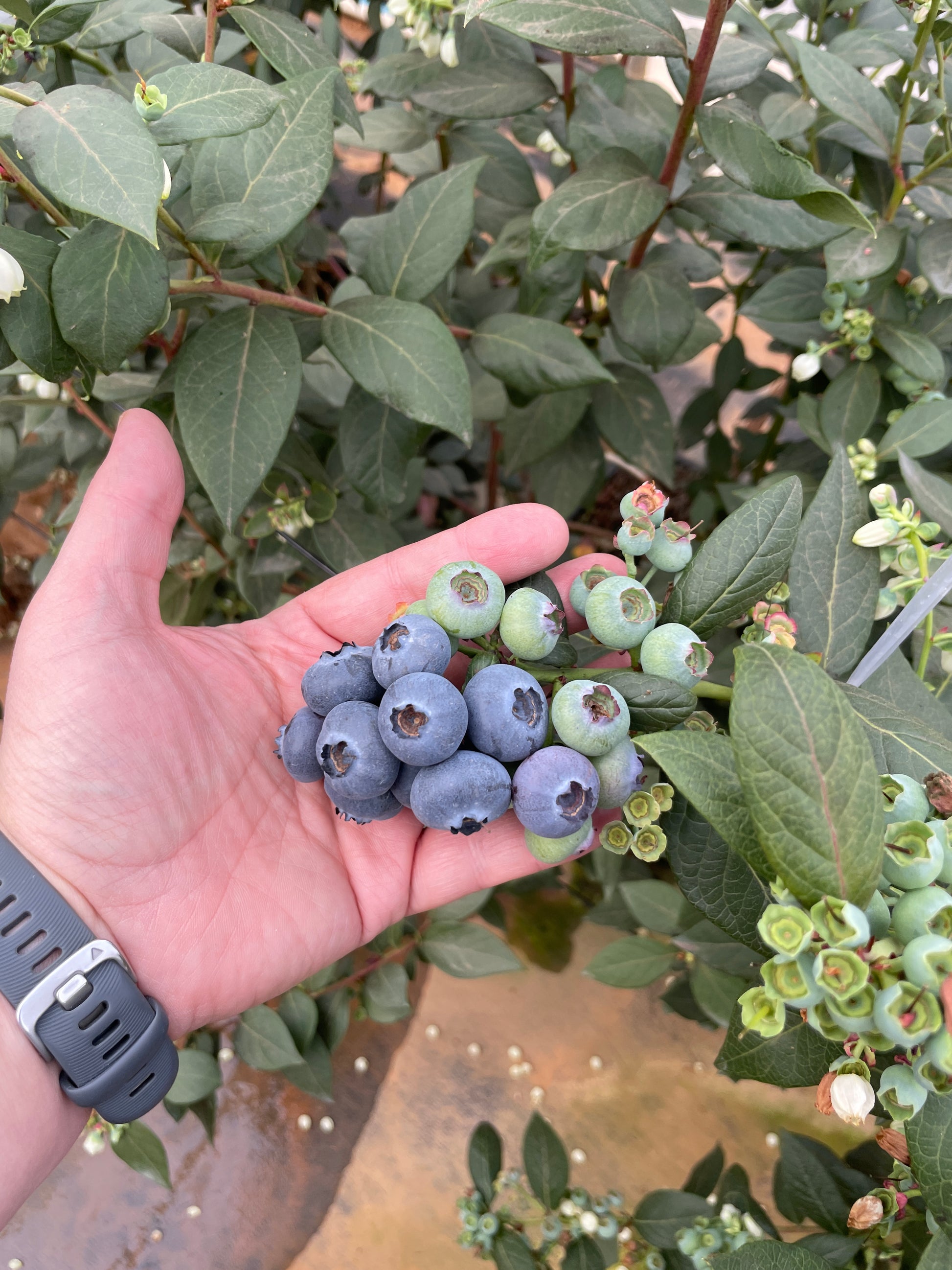Bumblebee pollination in blueberries (BLPAEN1124)