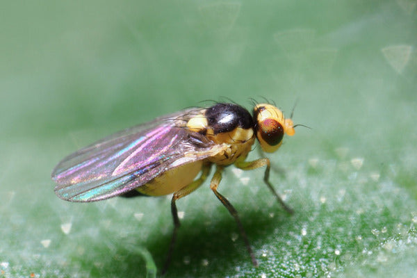 Leafminers and their natural enemies (LMIAEN0922)