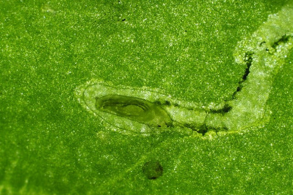 Leafminer control product introduction (LMIBEN0922)