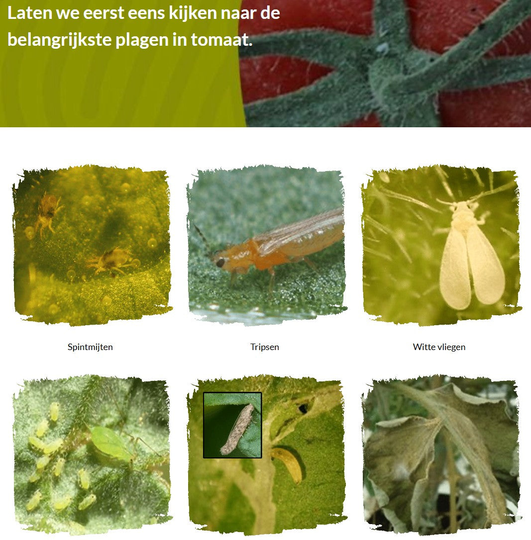 Inleiding tot IPM en teelt van tomaten (TOMBNL0424)