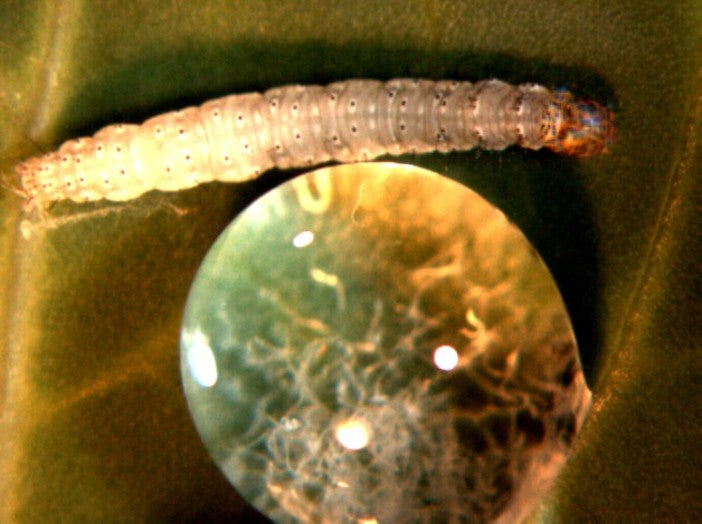 Entomopathogenic nematodes