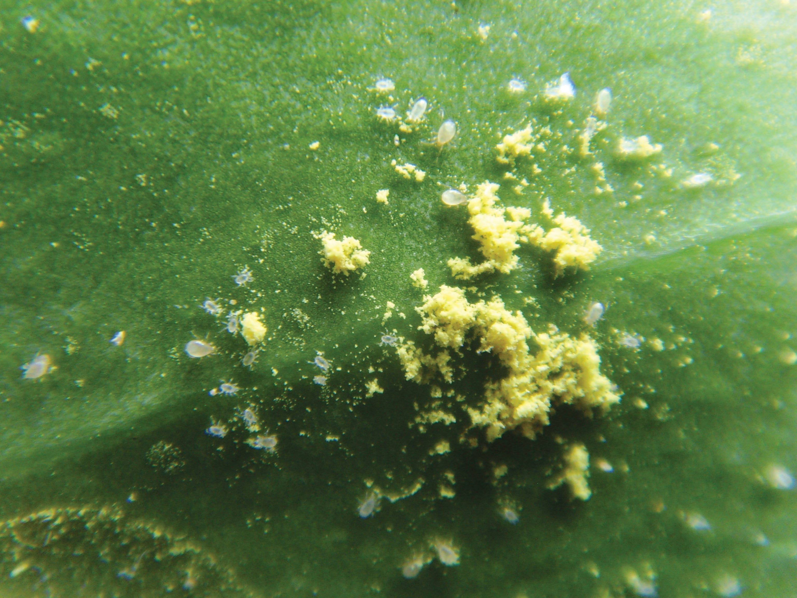Les thrips et leurs ennemis naturels (THRAFR0123)