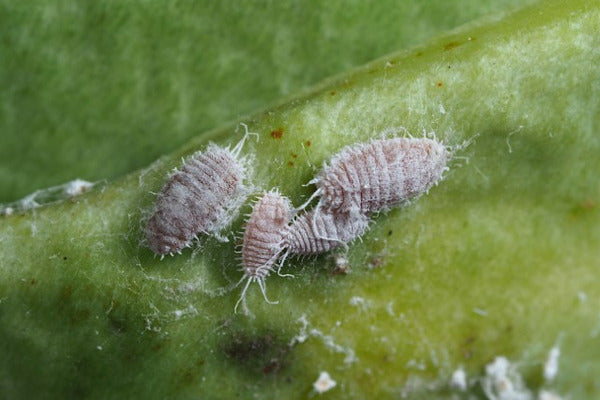 Mealybug control product introduction  (MBUBEN0922)