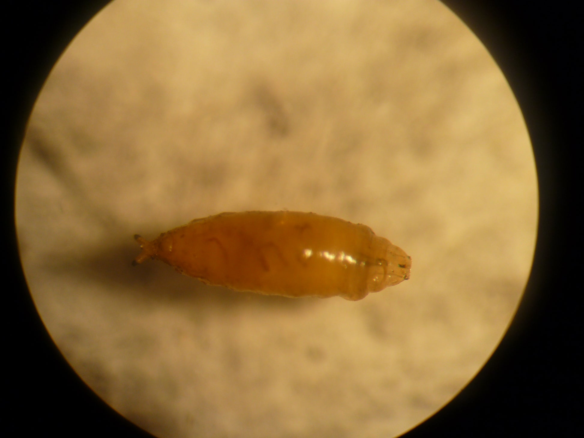 Entomopathogenic nematodes (EPNAEN0725)