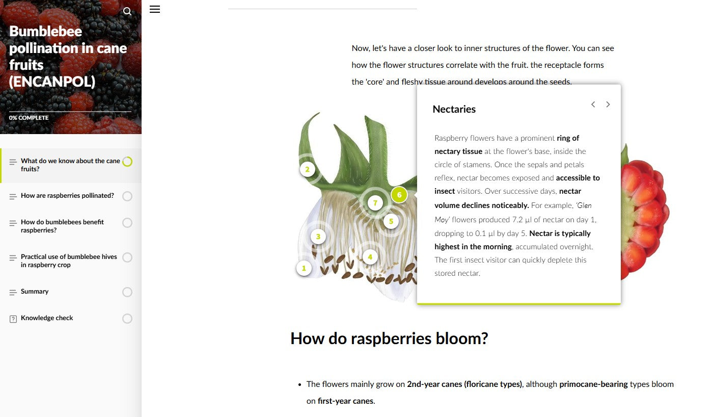 Bumblebee pollination in cane fruits (CANAEN0625)