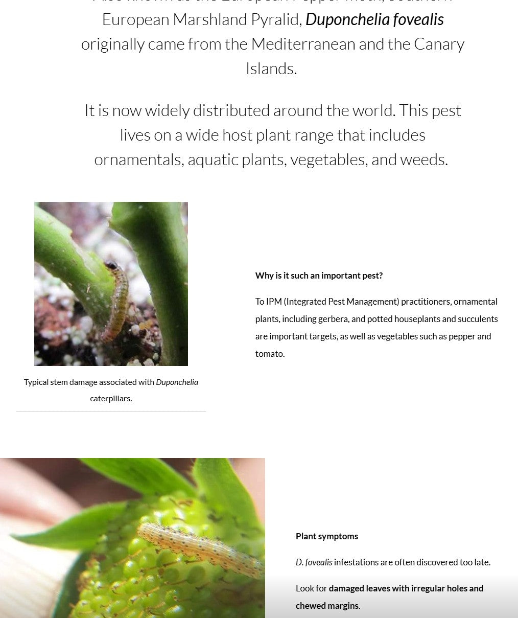 Duponchelia fovealis (DUPAEN0424)