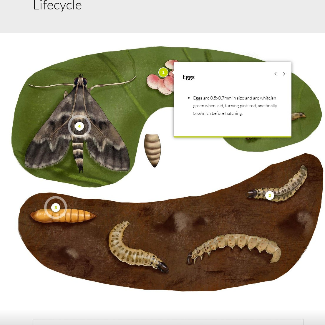 Duponchelia fovealis (DUPAEN0424)