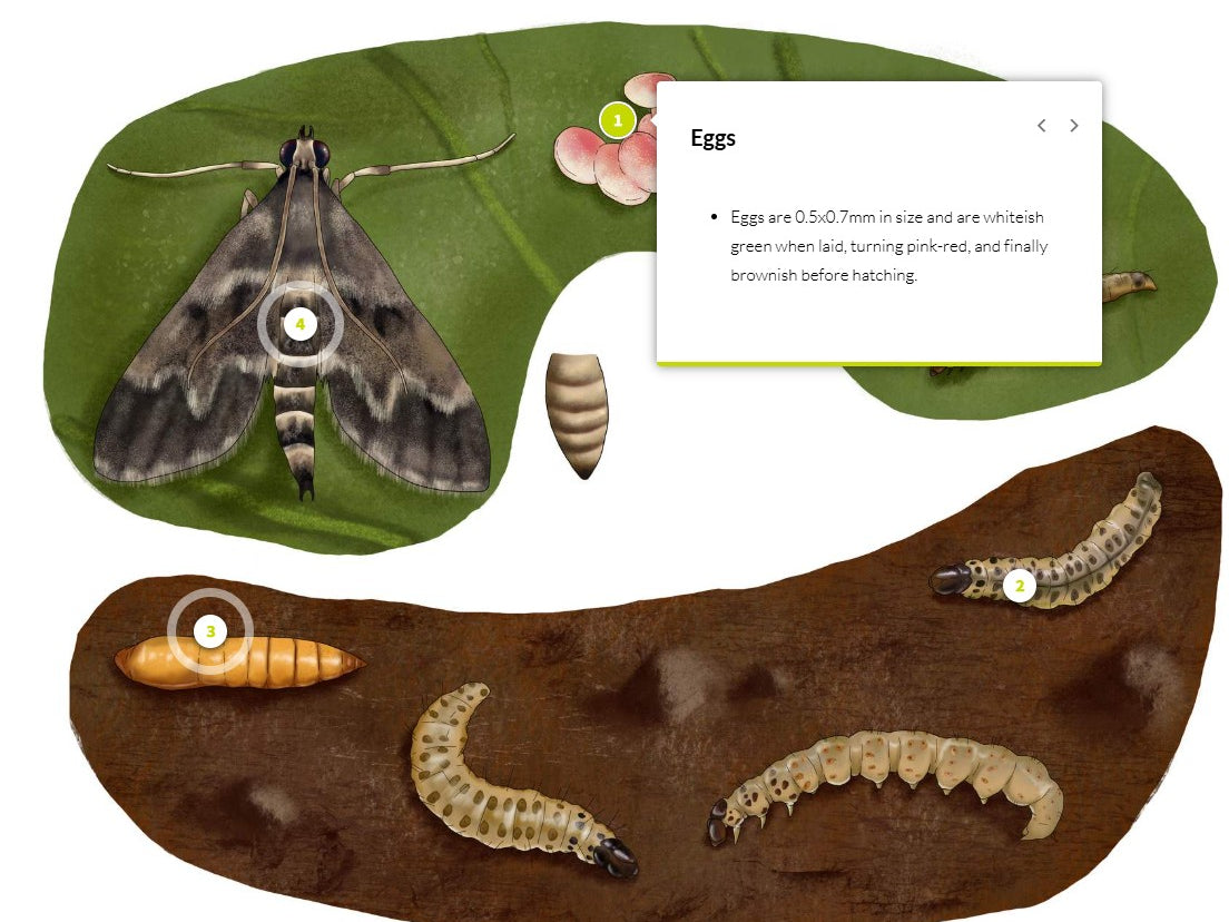 Duponchelia fovealis (DUPAEN0424)