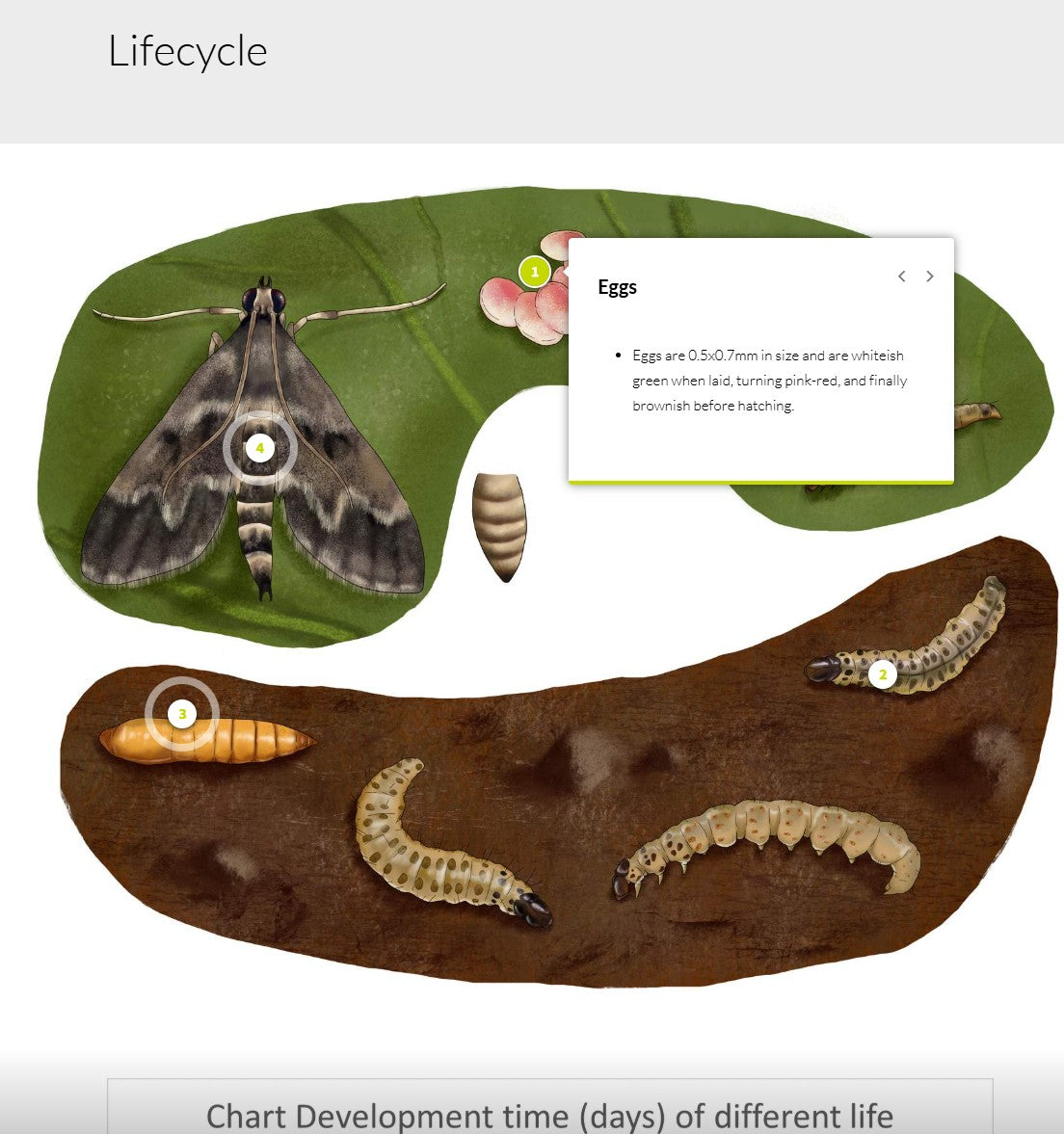 Duponchelia fovealis (DUPAEN0424)