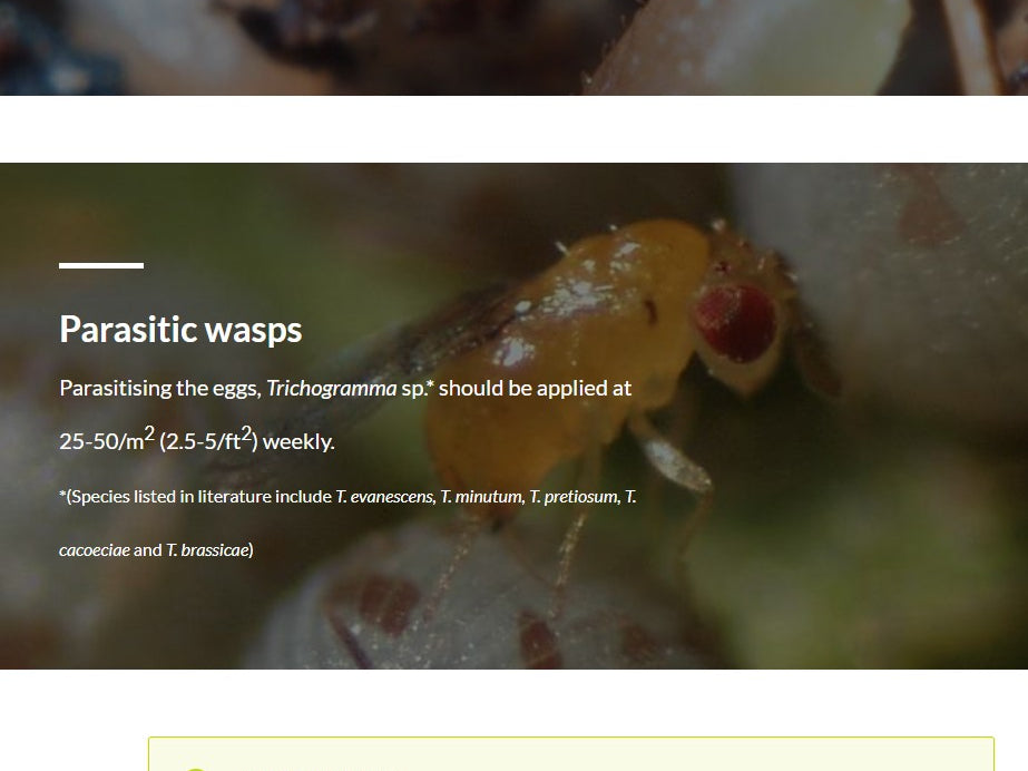 Duponchelia fovealis (DUPAEN0424)