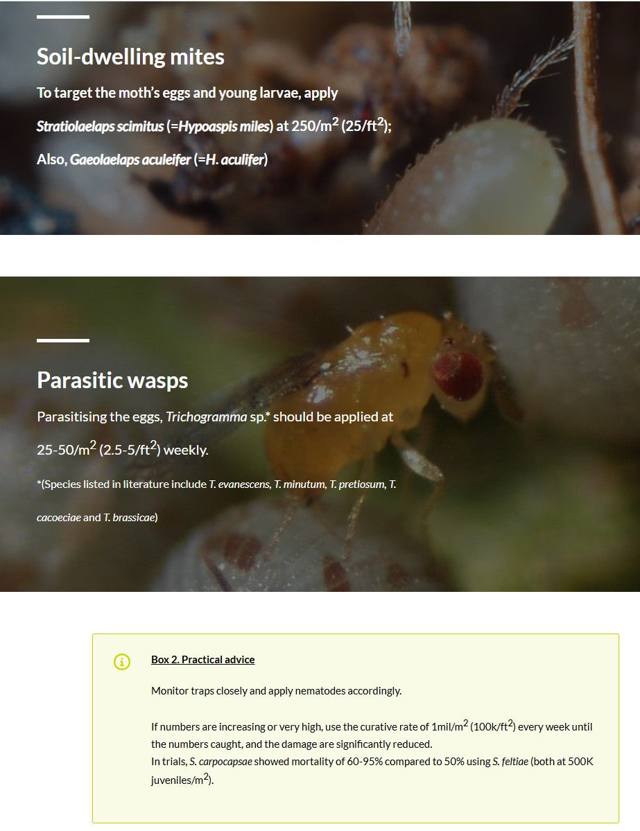 Duponchelia fovealis (DUPAEN0424)